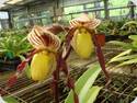 Paph. Berenice x philippinense roebelinii
